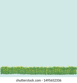 Vector blossoming yellow flowers field on light Blue isolate background