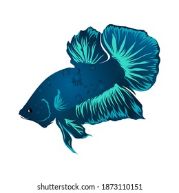 Vector blue betta fish on white background. Vector illustration. Mojokerto, December 13th.