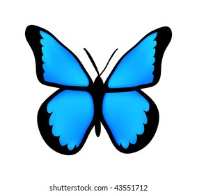 vector blue butterfly isolated on white  background