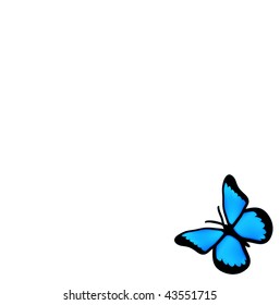 vector blue butterfly isolated on white  background