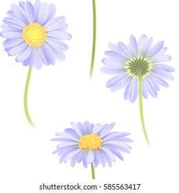 Vector blue chamomile flower seamless pattern. Realistic vector daisy. Background design for herbal tea, natural cosmetics, health care products, aromatherapy, homeopathy, textile.