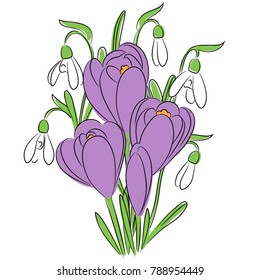 vector blue crocus white snowdrops bouquet