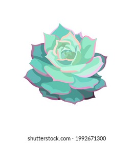 Vector blue Echeveria Lola on white isolated background, isolated Succulent named Stone Rose in Flat design style for prints, stickers, postcards, backdrops and icons for social media, webs and apps.