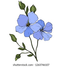 Vector. Blue flax. Floral botanical flower. Green spring leaf wildflower isolated. Engraved ink art. Isolated flax illustration element on white background.