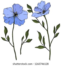 Vector. Blue flax. Floral botanical flower. Green spring leaf wildflower isolated. Engraved ink art. Isolated flax illustration element on white background.