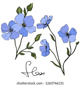 Vector. Blue flax. Floral botanical flower. Green spring leaf wildflower isolated. Engraved ink art. Isolated flax illustration element on white background.