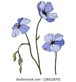 Vector Blue flax. Floral botanical flower. Wild spring leaf wildflower isolated. Engraved ink art. Isolated flax illustration element.