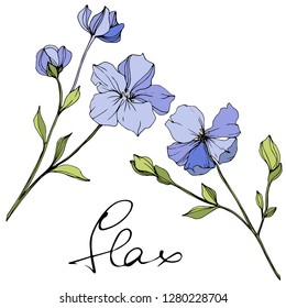 Vector Blue flax. Floral botanical flower. Wild spring leaf wildflower isolated. Engraved ink art. Isolated flax illustration element.