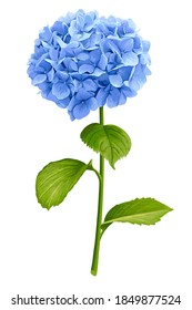 Vector blue hydrangea flower with green stem and foliage on white background without shadow.