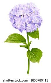 Vector blue hydrangea flower with green stem and foliage on white background without shadow.