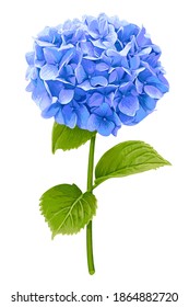 Vector Blue Hydrangea Flower With Green Stem And Foliage On White Background Without Shadow.