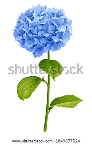 Similar – Image, Stock Photo White ball hydrangea flowers