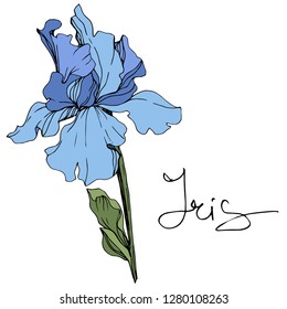 Vector Blue iris. Floral botanical flower. Wild spring leaf wildflower. Engraved ink art. Isolated iris illustration element.