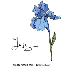 Vector Blue iris. Floral botanical flower. Wild spring leaf wildflower. Engraved ink art. Isolated iris illustration element.