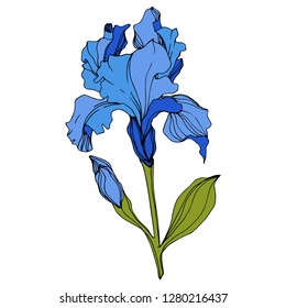 Vector Blue iris floral botanical flower. Wild spring leaf wildflower isolated. Engraved ink art. Isolated iris illustration element.