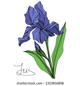 Vector Blue iris floral botanical flower. Wild spring leaf wildflower isolated. Blue and green engraved ink art. Isolated iris illustration element on white background.