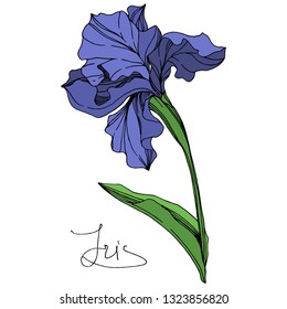 Vector Blue iris floral botanical flower. Wild spring leaf wildflower isolated. Blue and green engraved ink art. Isolated iris illustration element on white background.