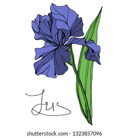 Vector Blue iris floral botanical flower. Wild spring leaf wildflower isolated. Blue and green engraved ink art. Isolated iris illustration element on white background.