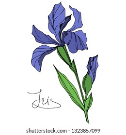 Vector Blue iris floral botanical flower. Wild spring leaf wildflower isolated. Blue and green engraved ink art. Isolated iris illustration element on white background.