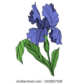 Vector Blue iris floral botanical flower. Wild spring leaf wildflower isolated. Blue and green engraved ink art. Isolated iris illustration element on white background.
