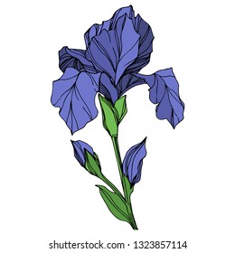 Vector Blue iris floral botanical flower. Wild spring leaf wildflower isolated. Blue and green engraved ink art. Isolated iris illustration element on white background.