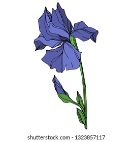 Vector Blue iris floral botanical flower. Wild spring leaf wildflower isolated. Blue and green engraved ink art. Isolated iris illustration element on white background.