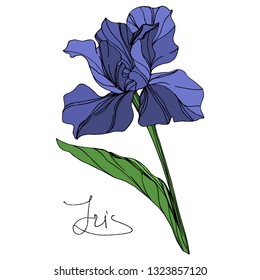 Vector Blue iris floral botanical flower. Wild spring leaf wildflower isolated. Blue and green engraved ink art. Isolated iris illustration element on white background.