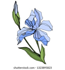 Vector Blue Iris floral botanical flower. Wild spring leaf wildflower isolated. Engraved ink art. Isolated iris illustration element on white background.