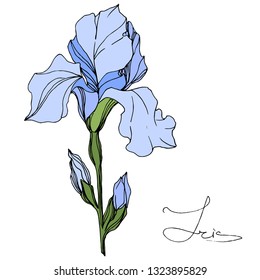Vector Blue Iris floral botanical flower. Wild spring leaf wildflower isolated. Engraved ink art. Isolated iris illustration element on white background.