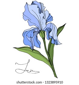 Vector Blue Iris floral botanical flower. Wild spring leaf wildflower isolated. Engraved ink art. Isolated iris illustration element on white background.