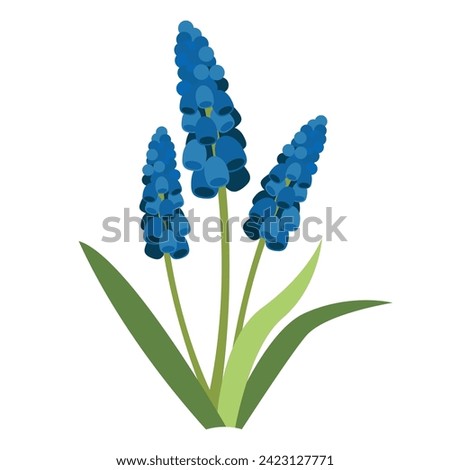 Similar – Image, Stock Photo White form of Muscari armeniacum, the Armenian grape hyacinth, inflorescence.