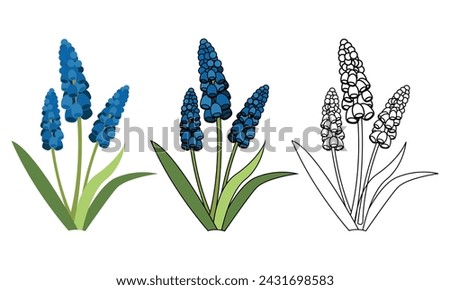 Similar – Image, Stock Photo White form of Muscari armeniacum, the Armenian grape hyacinth, inflorescence.