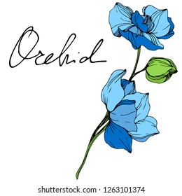 Vector. Blue orchid. Floral botanical flower. Wild spring leaf wildflower isolated. Blue and green engraved ink art. Isolated orchid illustration element on white background.