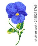 Vector blue pansy, blue viola flower. Hand drawn plant in vector format. Detailed realistic botanical illustration for your design, flyers, advertising, social media, textiles.