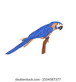 Vector blue parrot or cartoon tropical bird with blue feathers. Jungle exotic vocal mimicry species or talking animal. Rainforest or tropical wood flyer. Avian zoology sign or zoo symbol, biology card