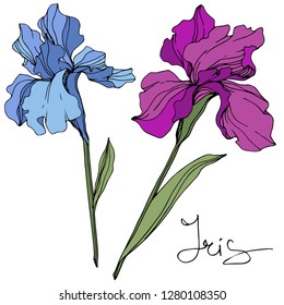 Vector Blue and purple iris. Floral botanical flower. Wild spring leaf wildflower. Engraved ink art. Isolated iris illustration element.