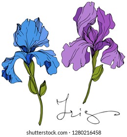 Vector Blue and purple iris floral botanical flower. Wild spring leaf wildflower isolated. Engraved ink art. Isolated iris illustration element.