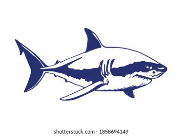 Vector blue shark isolated on white background , marine life
