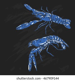 Vector blue shrimp drawing on a black background. Hand drawn seafood illustration. Great for menu, poster or label.