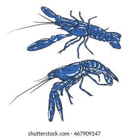 Vector blue shrimp drawing on a white background. Hand drawn seafood illustration. Great for menu, poster or label.