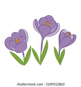 vector blue spring flowers cute crocus bouquette on white