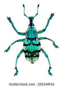 A vector blue weevil Eupholus chevrolati. It is from Papua New Guinea.