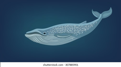 Vector Blue Whale