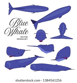 Vector Blue Whale Animal Illustration Set