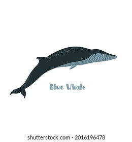 Vector Blue whale. Cartoon illustration on white background for sticker, design