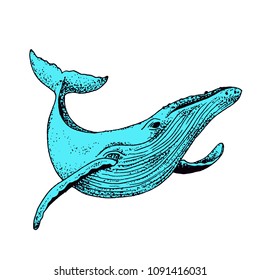 Vector blue whale illustration, ink sketch with big swimming mammal. Isolated whale swimming in the ocean. Hand drawn illustration in abstract childish style.