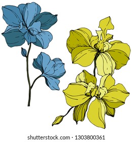 Vector Blue and Yellow Orcid floral botanical flower. Wild spring leaf wildflower isolated. Engraved ink art. Isolated orchid illustration element.