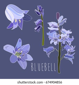 vector bluebell flower illustration. elements object set collection.