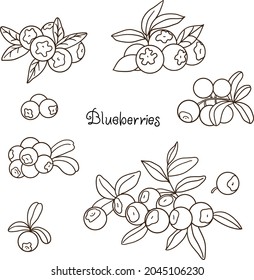 Vector blueberries berry with leaves