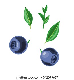 vector blueberries and green leaves isolated at white background